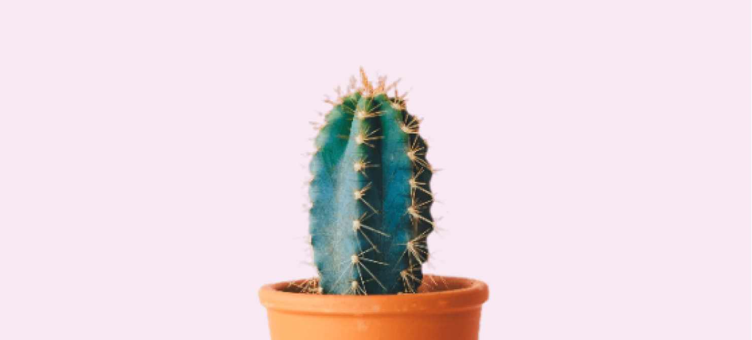 image of cactus